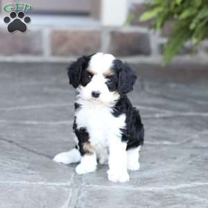 Jett, Cavapoo Puppy